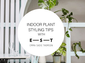 indoor plant styling tips